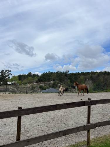 Hester på Jegersberg gård.